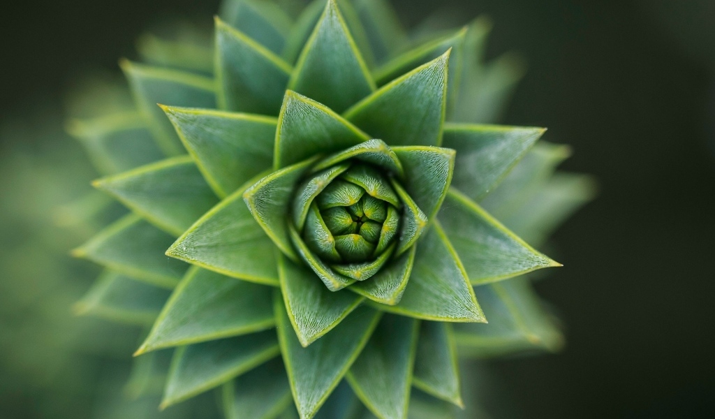 Зеленый цветок суккулент крупным планом