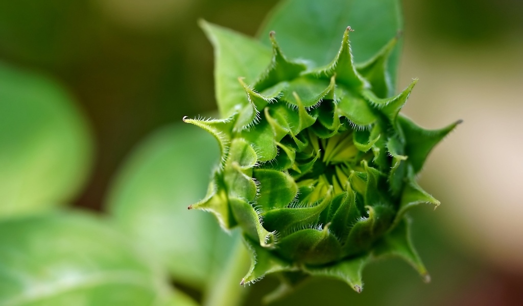 Зеленый нераспустившийся цветок подсолнуха