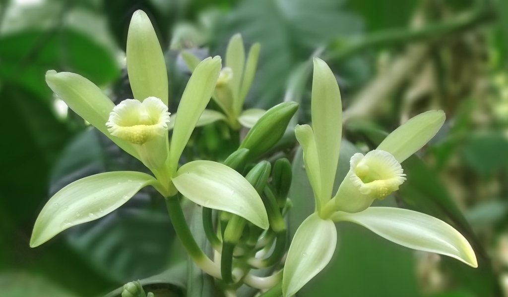 Зеленые цветы ванили на ветках