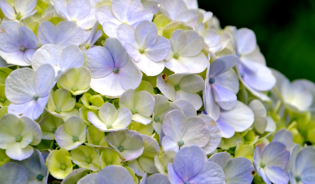 Цветы гортензии крупным планом