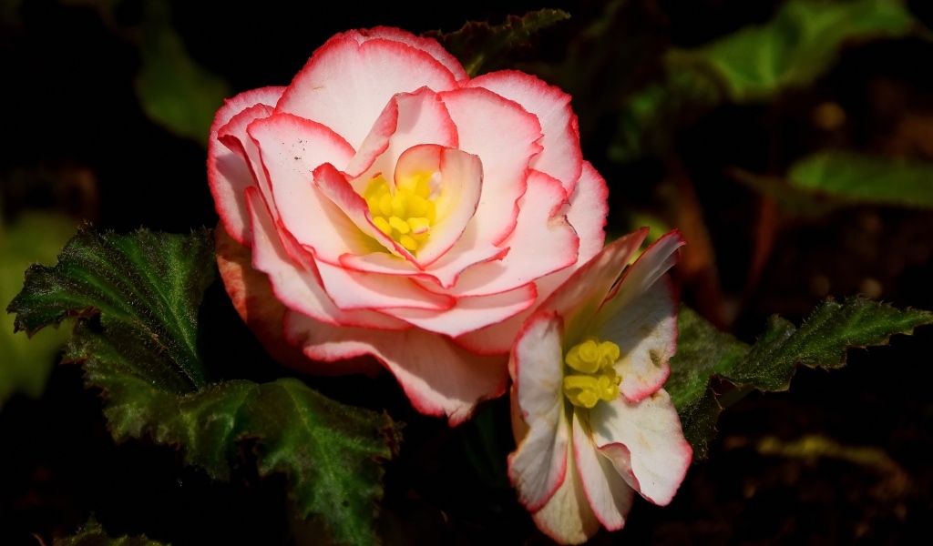 Комнатный цветок бегония крупным планом