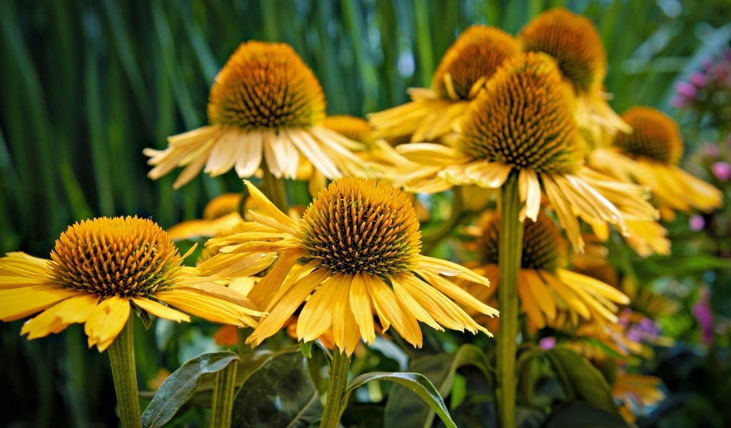 Крупные цветы эхинацеи крупным планом