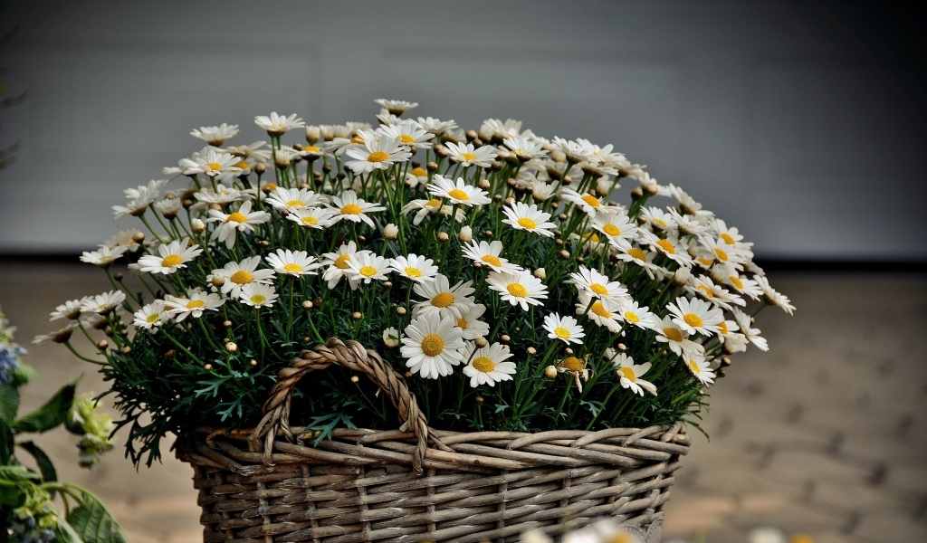 Большая корзина с цветами ромашки