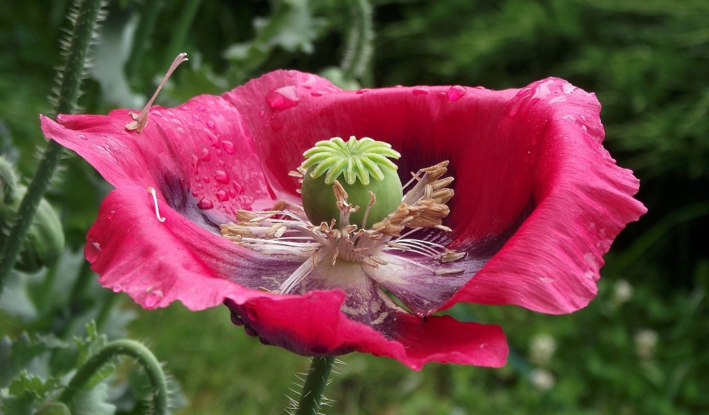 Большой распустившийся розовый мак