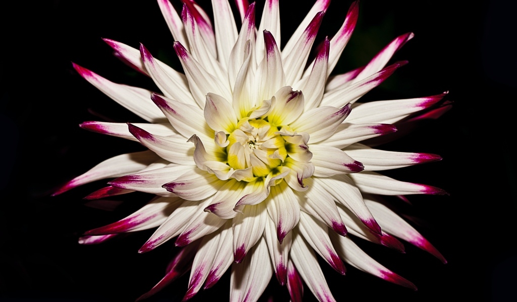 Крупный цветок георгина на черном фоне