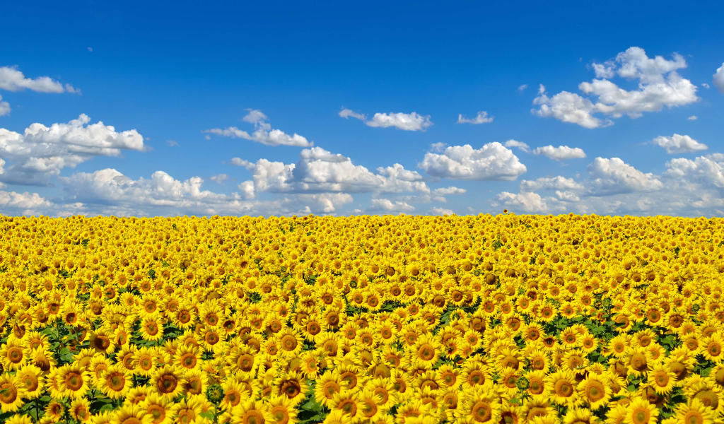 Большое поле желтых украинских подсолнухов