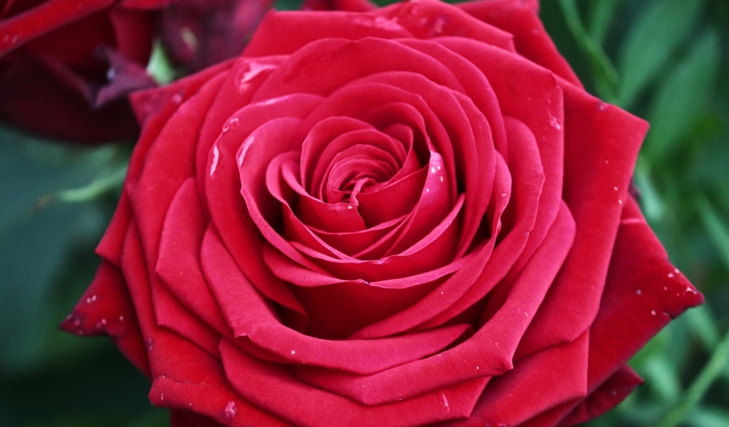 Крупная ароматная красная роза