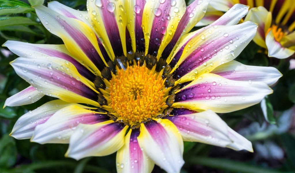 Большой цветок газания с каплями на лепестках