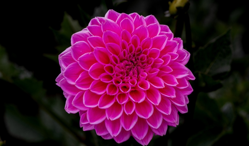 Большая пышная розовая георгина