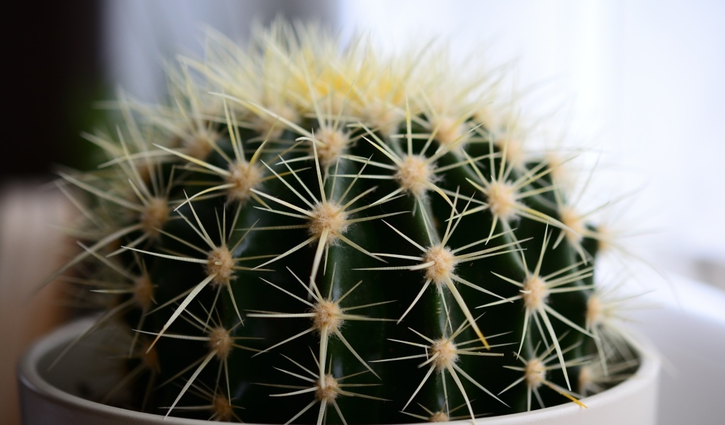 Большие иголки колючего кактуса