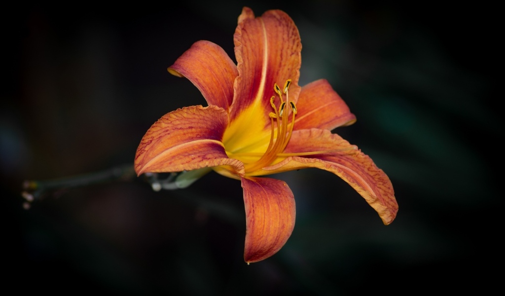 Большая оранжевая лилия на черном фоне
