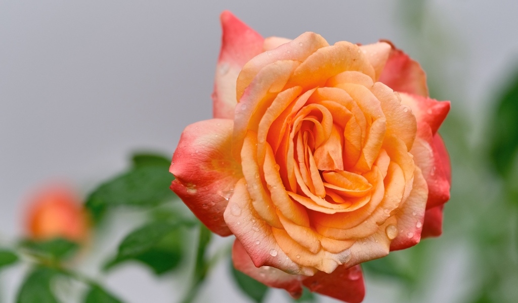 Крупная оранжевая роза в каплях росы