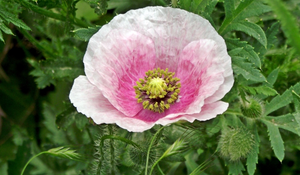 Большой розовый садовый мак в зеленых листьях