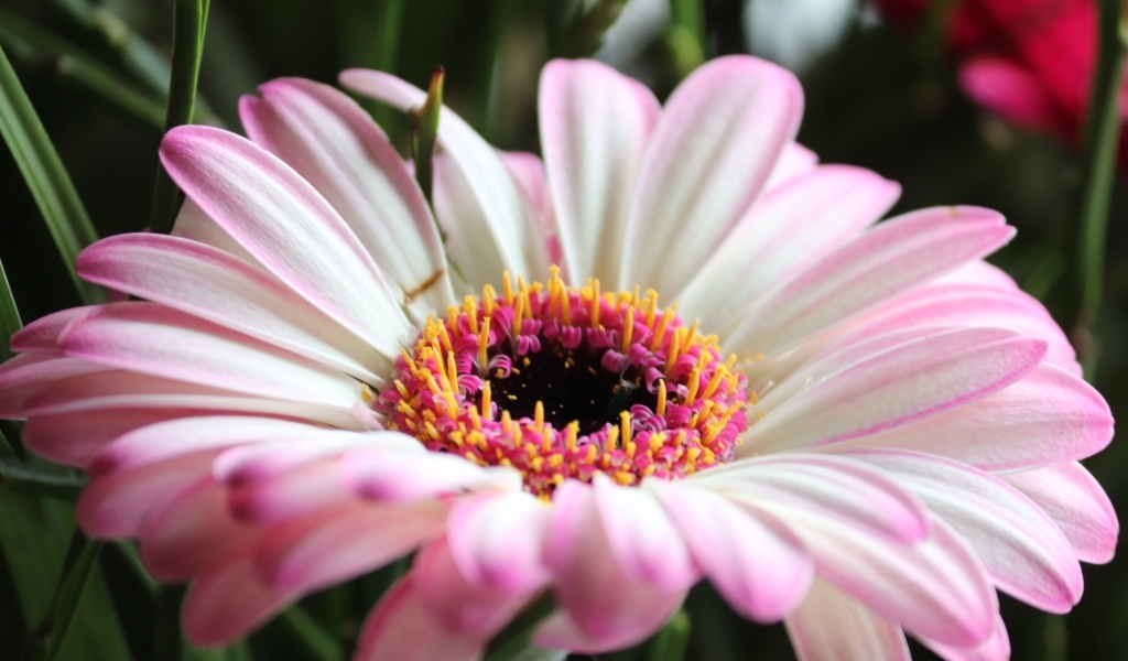 Большой розовый цветок гербера крупным планом