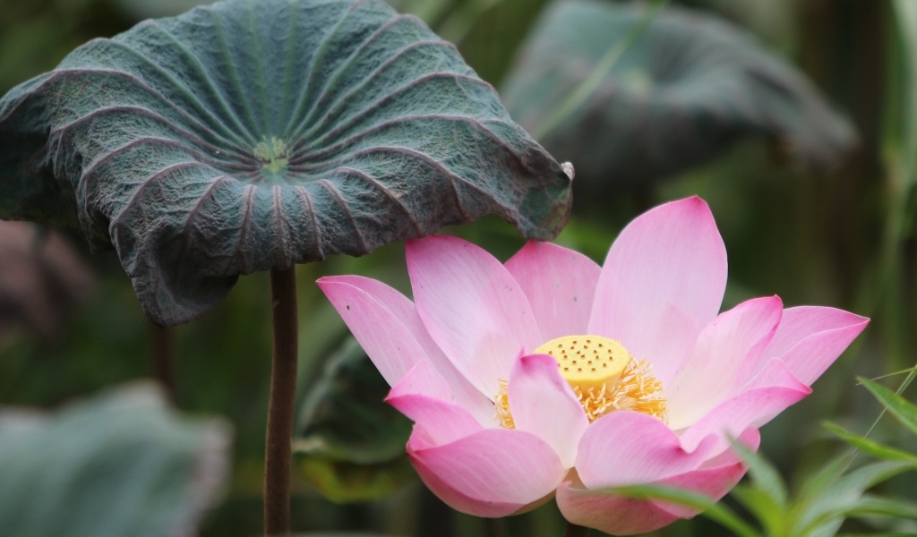 Большой цветок розового лотоса с листом