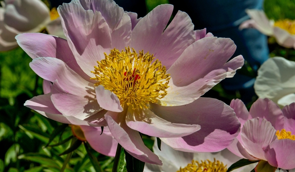 Большие розовые пионы на клумбе весной