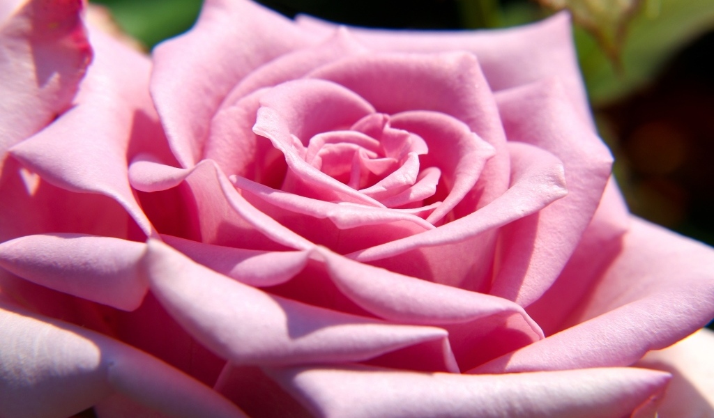 Крупная розовая роза вблизи