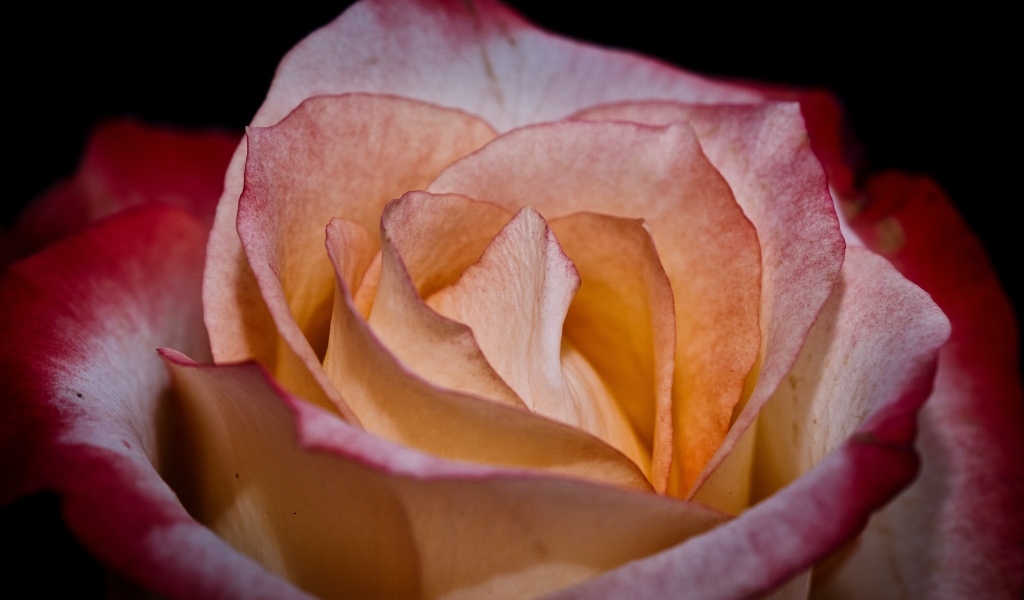 Большой розовый цветок розы на черном фоне