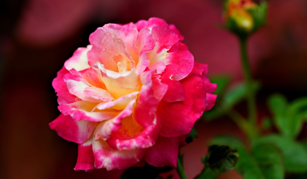 Крупная розовая роза с бутоном