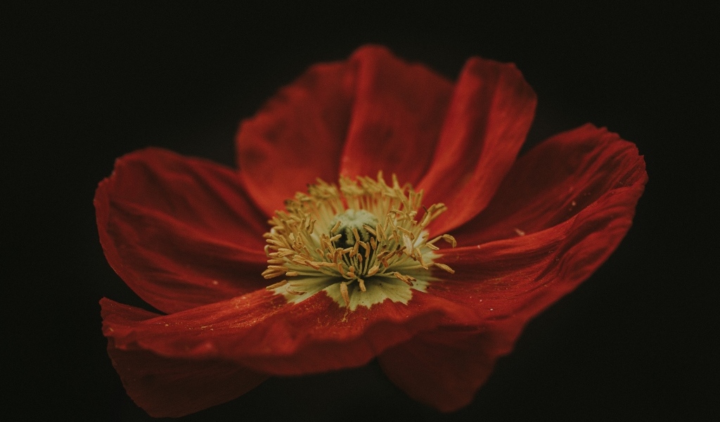 Крупный цветок красного мака на черном фоне