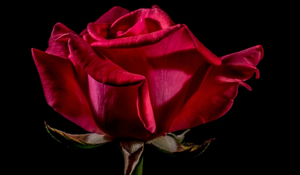Большая красная роза крупным планом на черном фоне