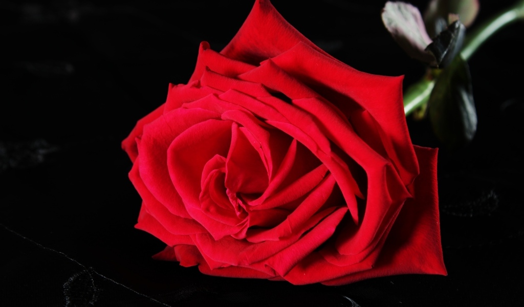 Крупная красная роза на черном фоне
