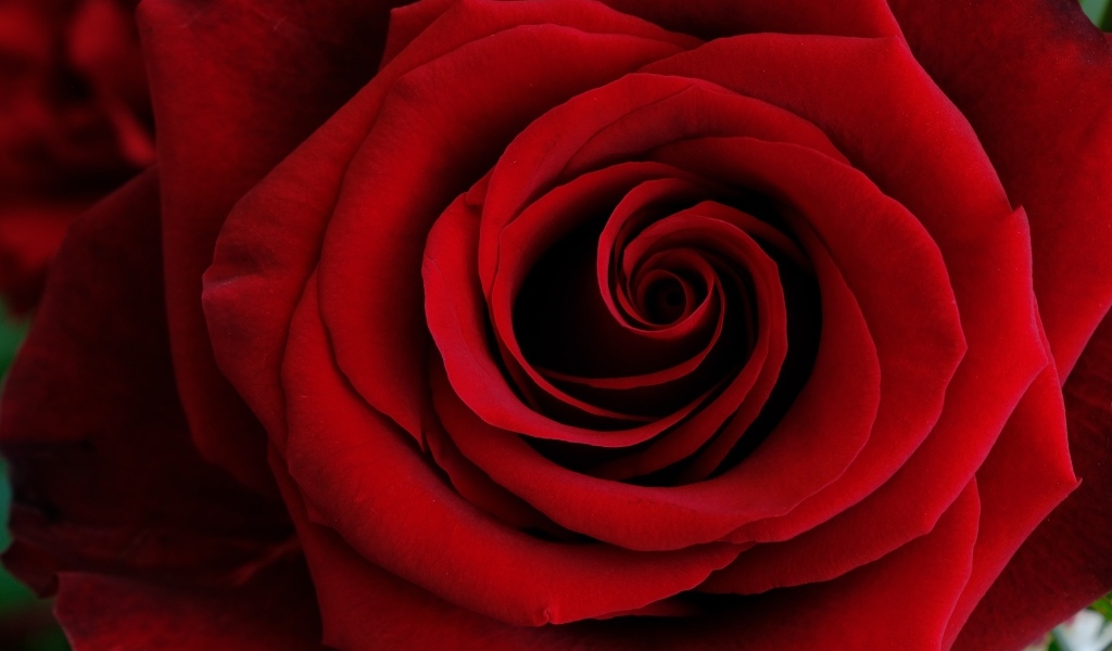 Крупные алые лепестки розы