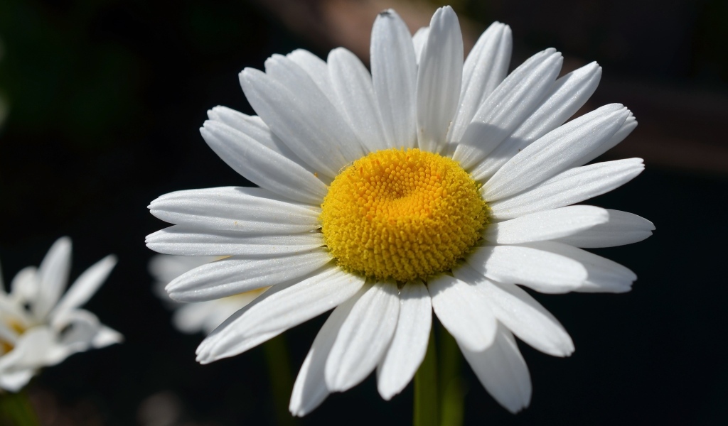 Крупная белая ромашка вблизи