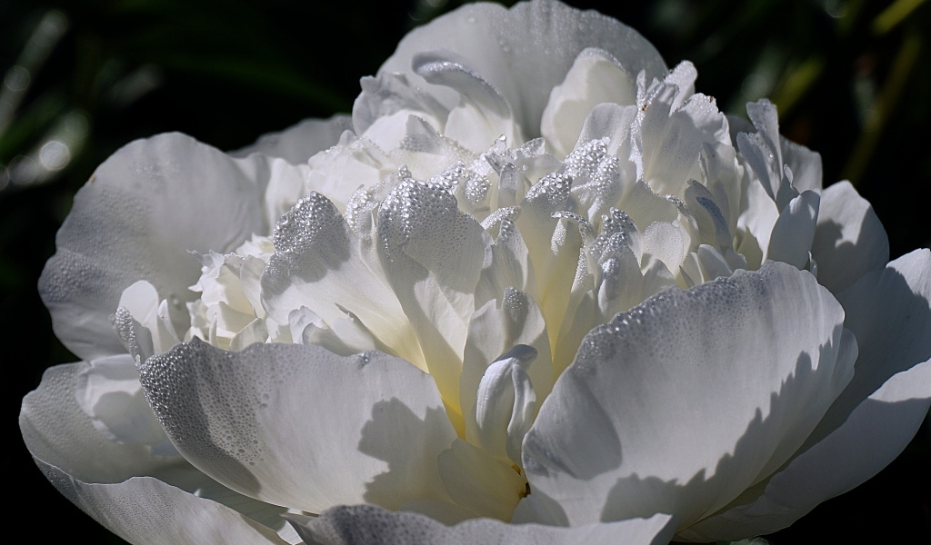 Большой белый цветок пиона крупным планом