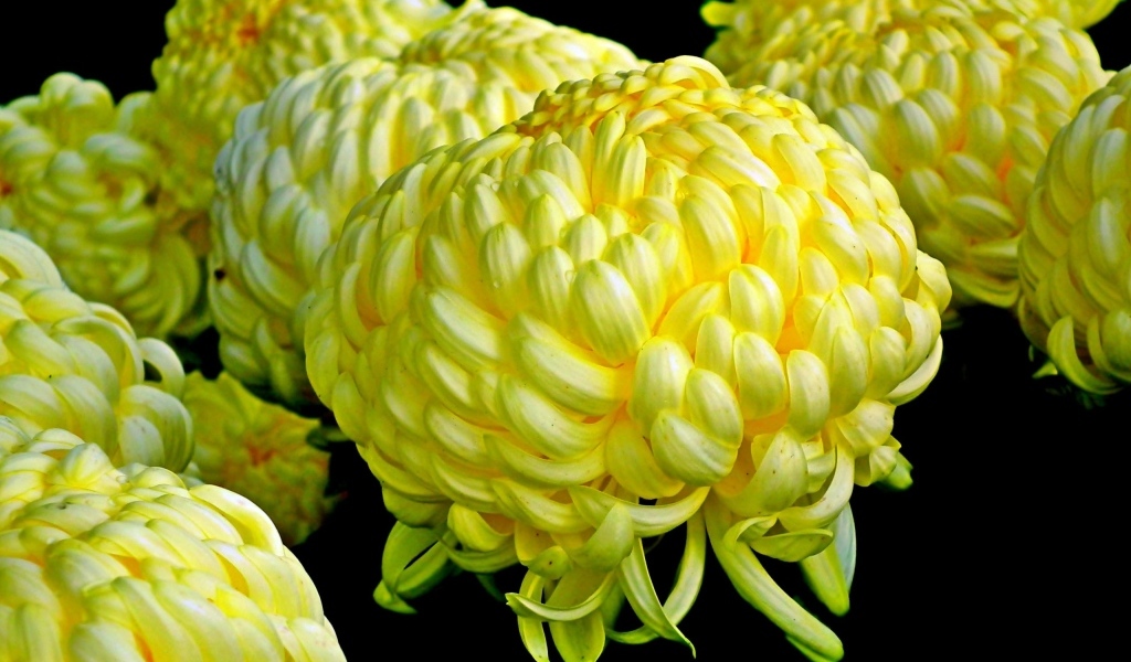 Большие желтые цветы хризантемы на черном фоне