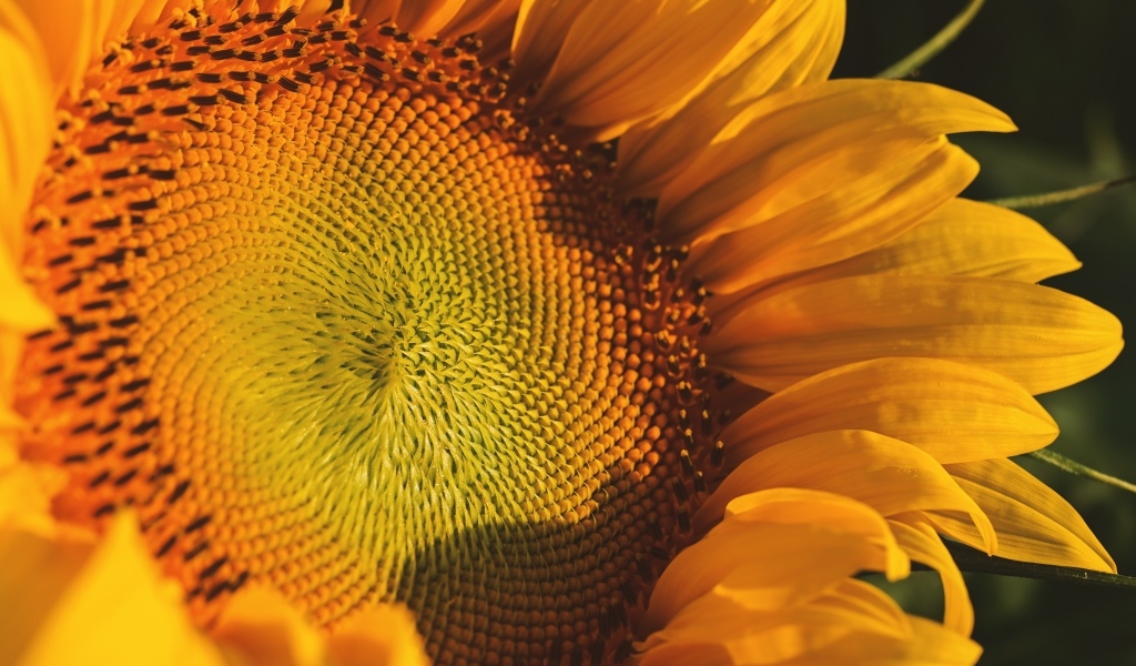 Большой желтый цветок подсолнуха в лучах солнца