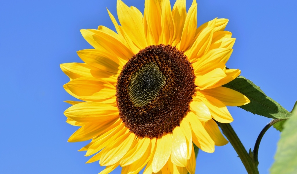 Большой цветок желтого подсолнуха на голубом фоне