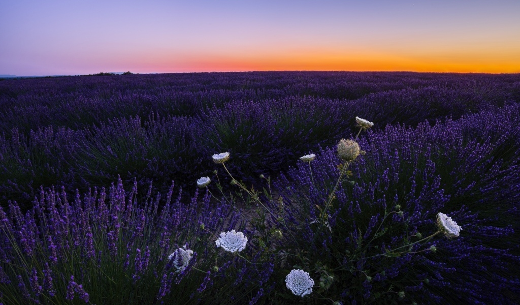 Лавандовое поле на закате солнца