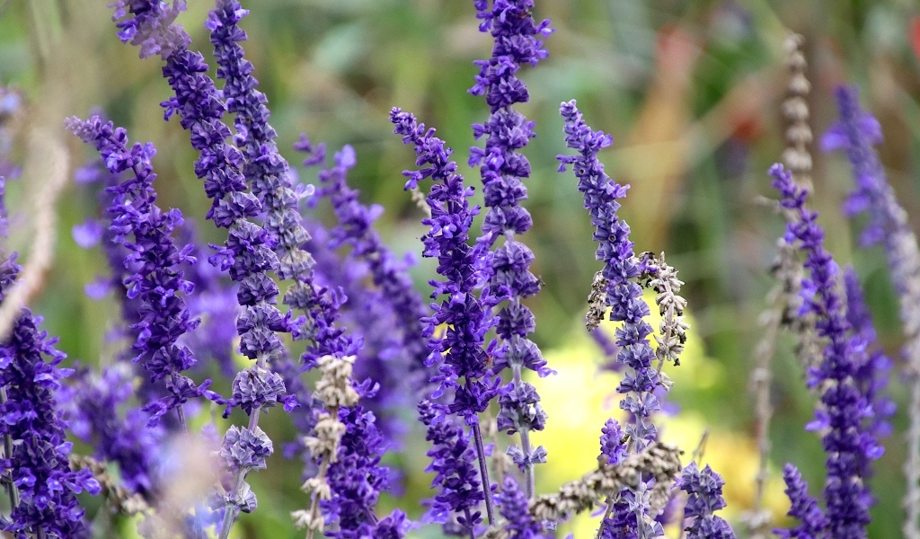 Цветы лаванды на поле 