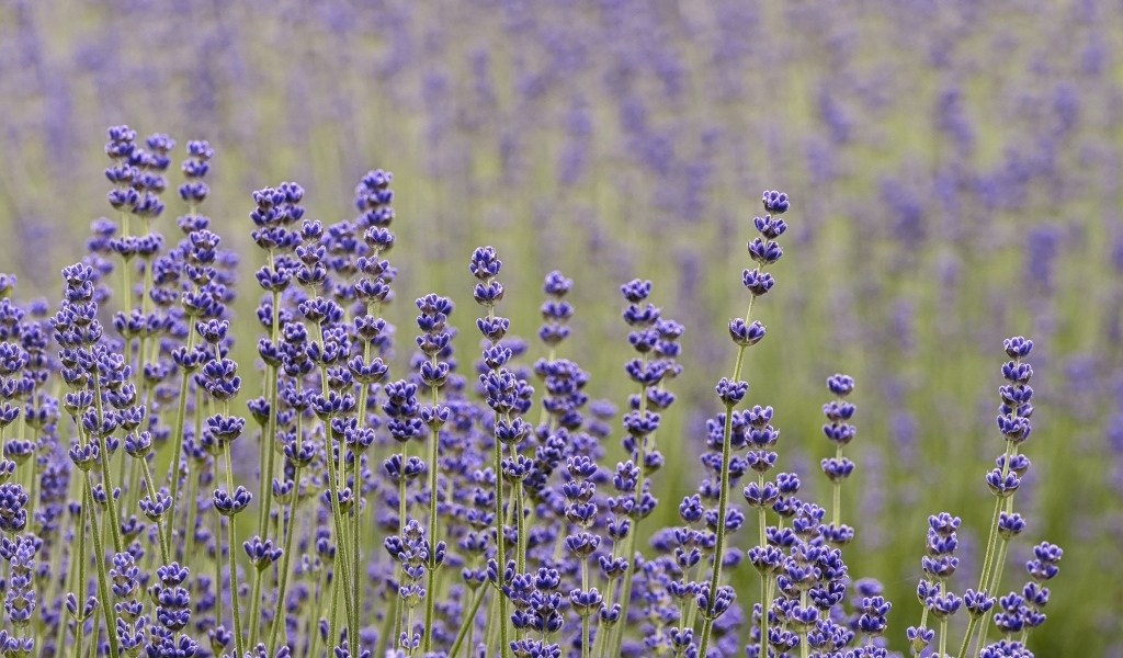 Лаванда на поле крупным планом