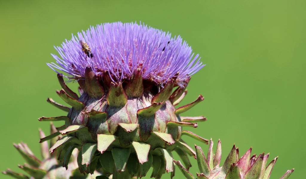 Сиреневый цветок артишока