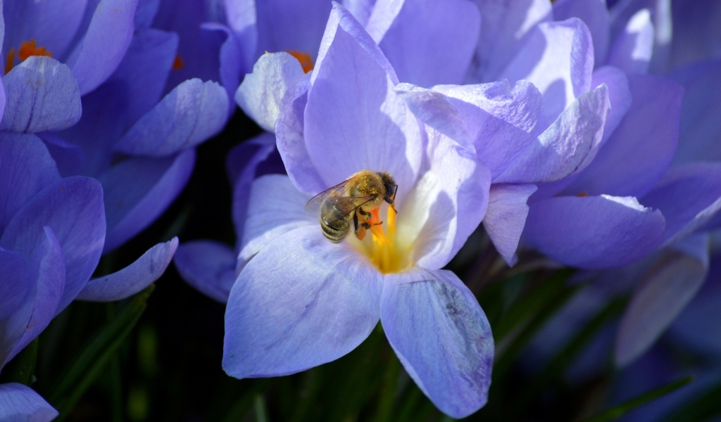 Сиреневый цветок крокуса с пчелой