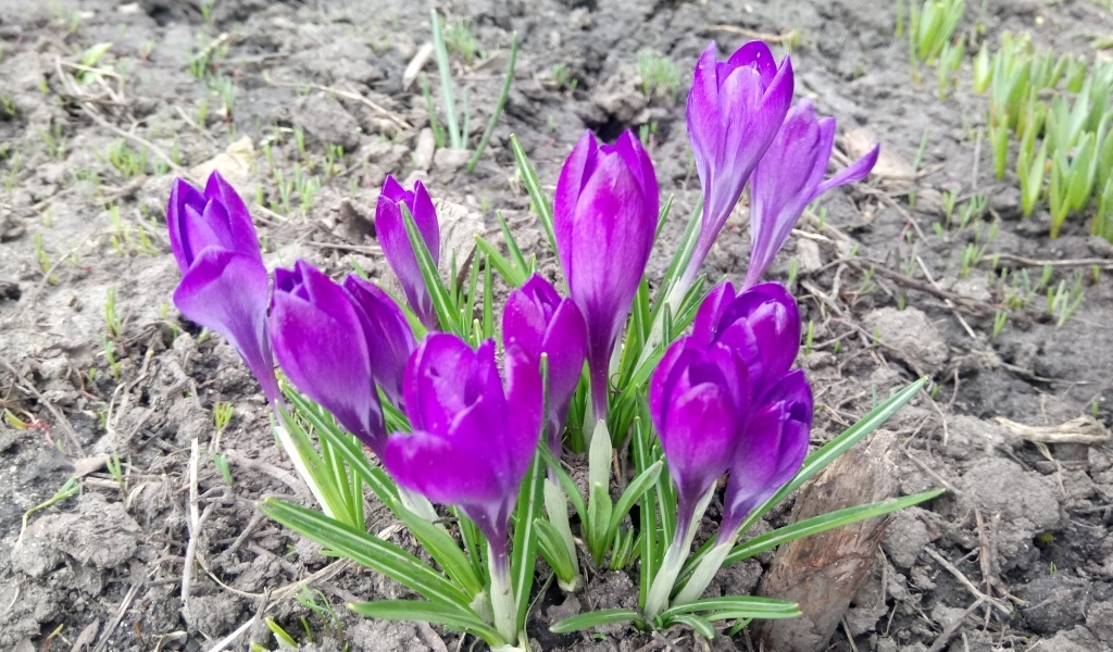 Сиреневые крокусы на черной земле