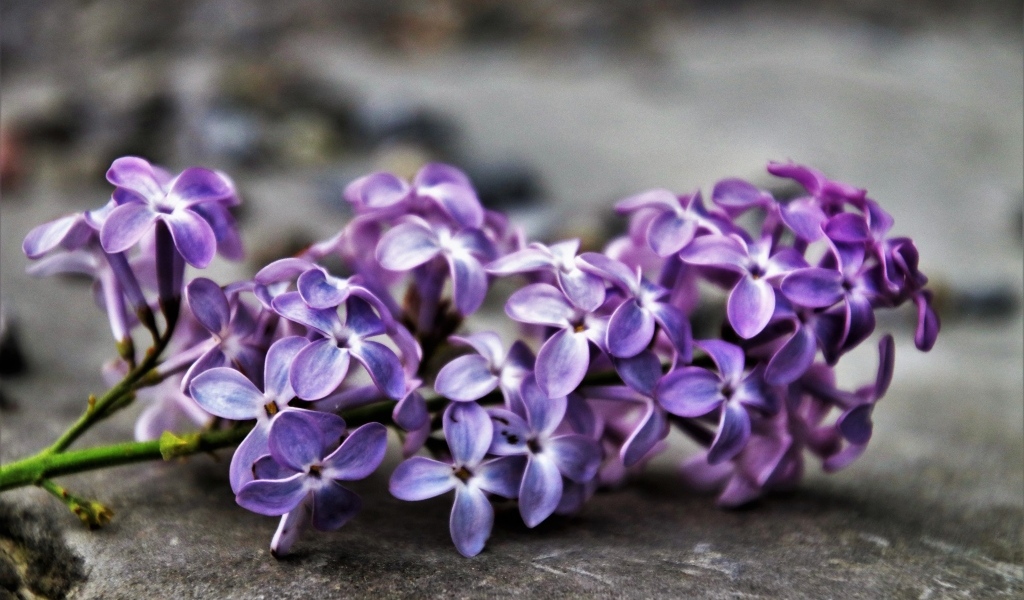 Цветок сирени на сером асфальте