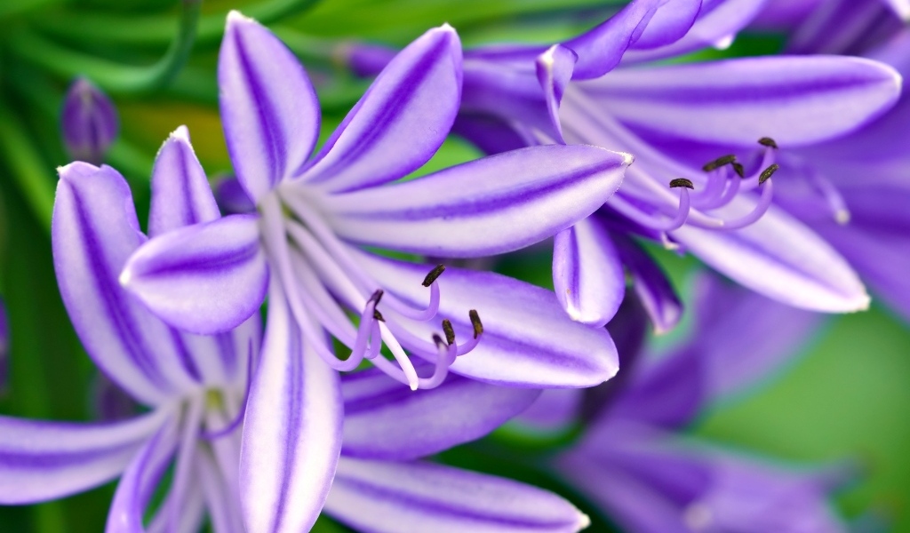 Сиреневые цветы африканская лилия
