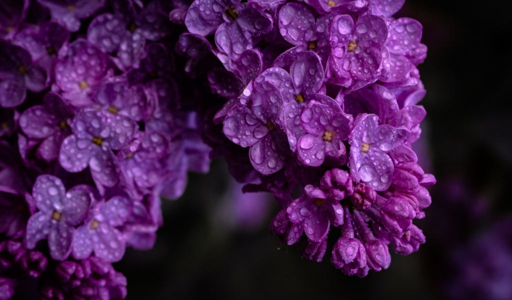 Цветы сирени в каплях воды крупным планом