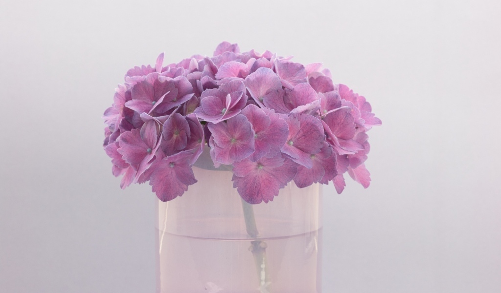Сиреневые цветы гортензии в вазе