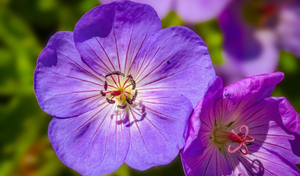 Сиреневые цветы флокса крупным планом