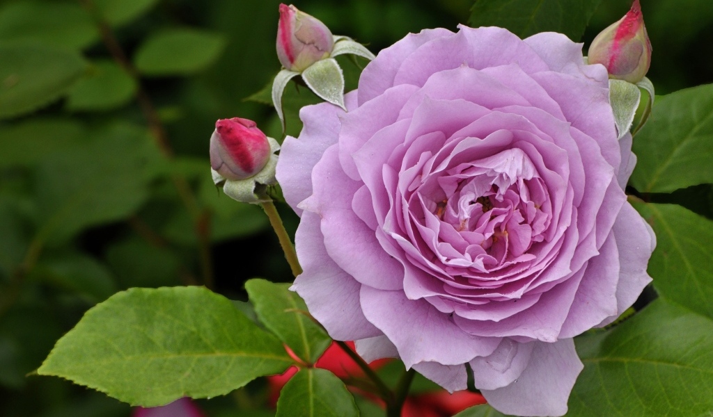 Сиреневая роза с бутонами крупным планом