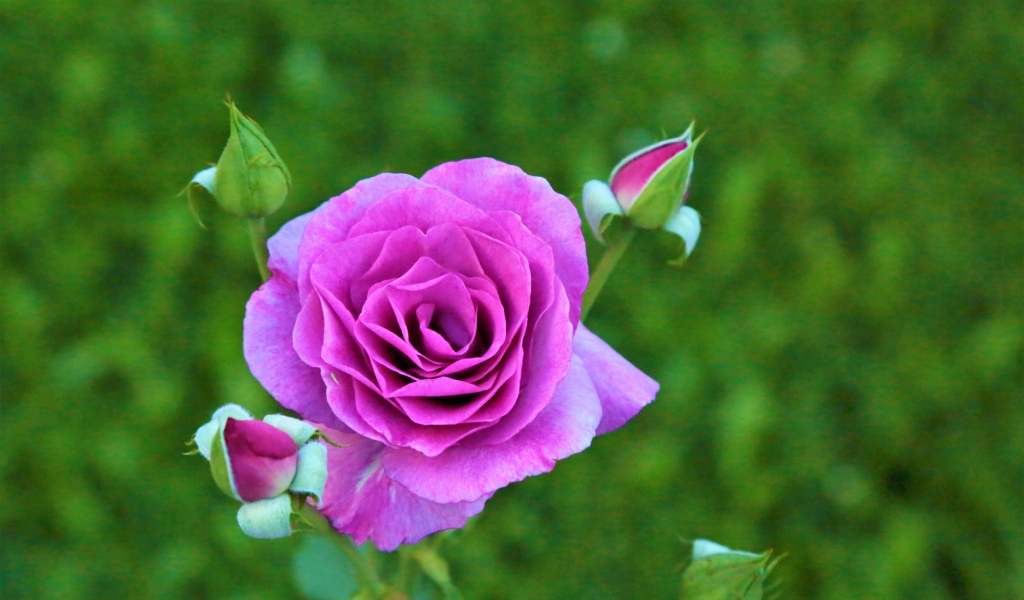 Сиреневая роза с бутонами на клумбе