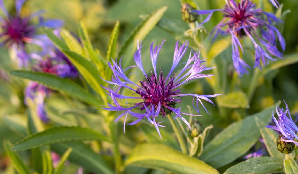 Сиреневые полевые цветы в лучах солнца