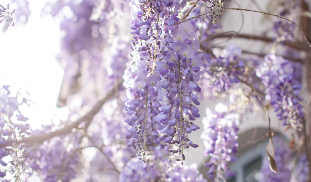 Сиреневые цветы глициния на ветках