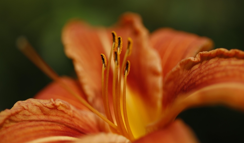 Серединка и оранжевые лепестки лилии