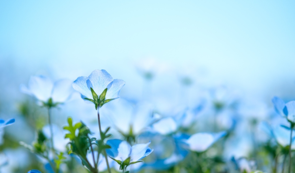 Маленькие синие незабудки на поле 