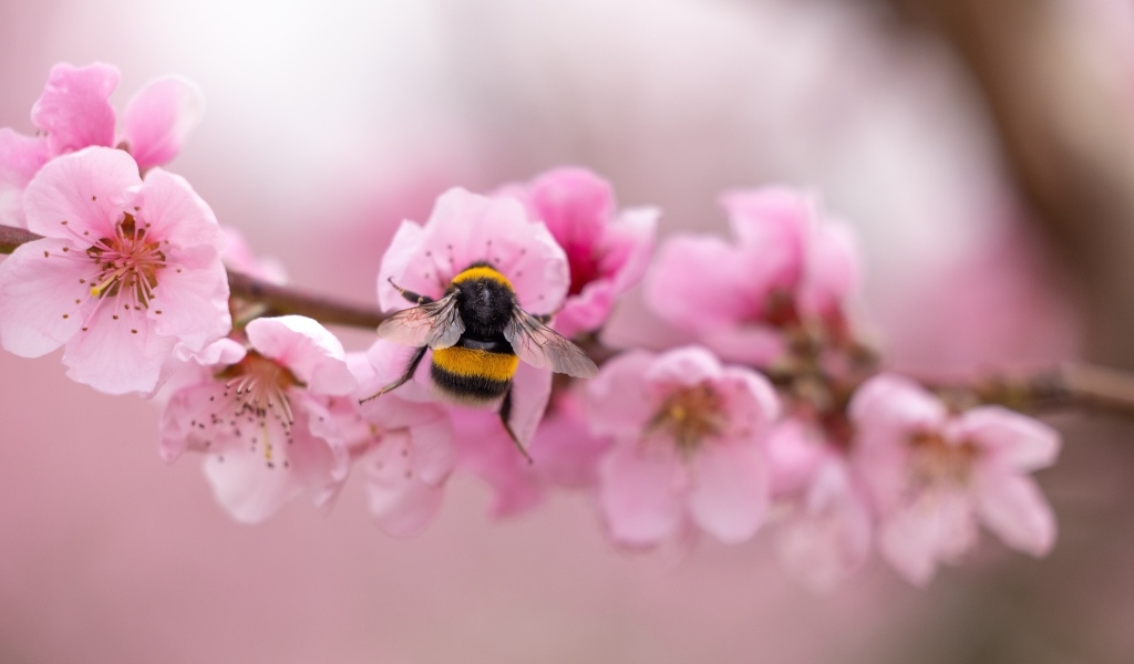 Маленький шмель на розовых цветах весной
